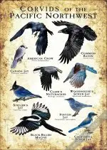 Corvids of the Pacific Northwest Poster - Image 2