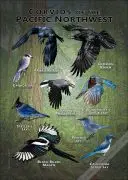 Corvids of the Pacific Northwest poster print