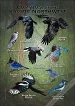 Corvids of the Pacific Northwest poster print