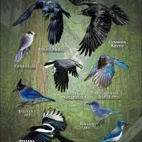 Corvids of the Pacific Northwest poster print
