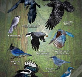 Corvids of the Pacific Northwest poster print