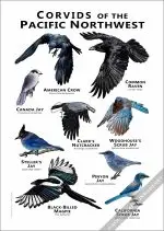 Corvids of the Pacific Northwest Poster - Image 3