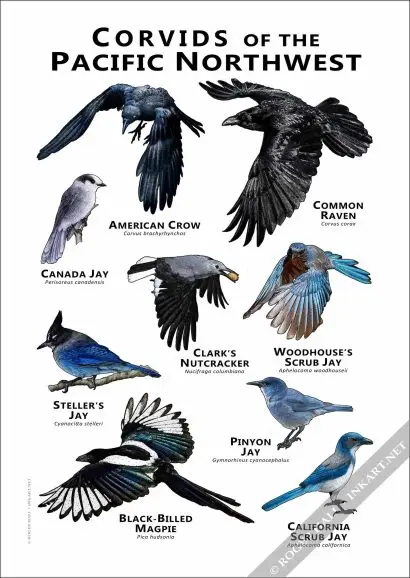 Corvids of the Pacific Northwest Poster - Image 3