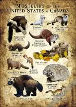 Mustelids of the United States & Canada Poster - Image 2