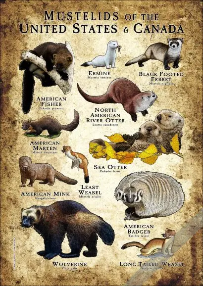 Mustelids of the United States & Canada Poster - Image 2