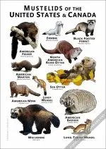 Mustelids of the United States and Canada poster print