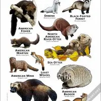 Mustelids of the United States and Canada poster print