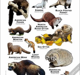 Mustelids of the United States and Canada poster print
