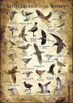 Shorebirds of the World Poster- Wildlife Art - Image 2
