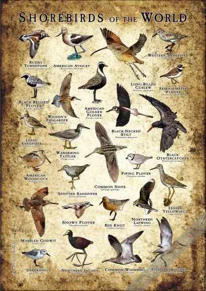 Shorebirds of the World Poster- Wildlife Art - Image 2