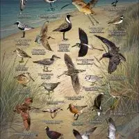 Shorebirds of the World poster print