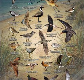Shorebirds of the World poster print