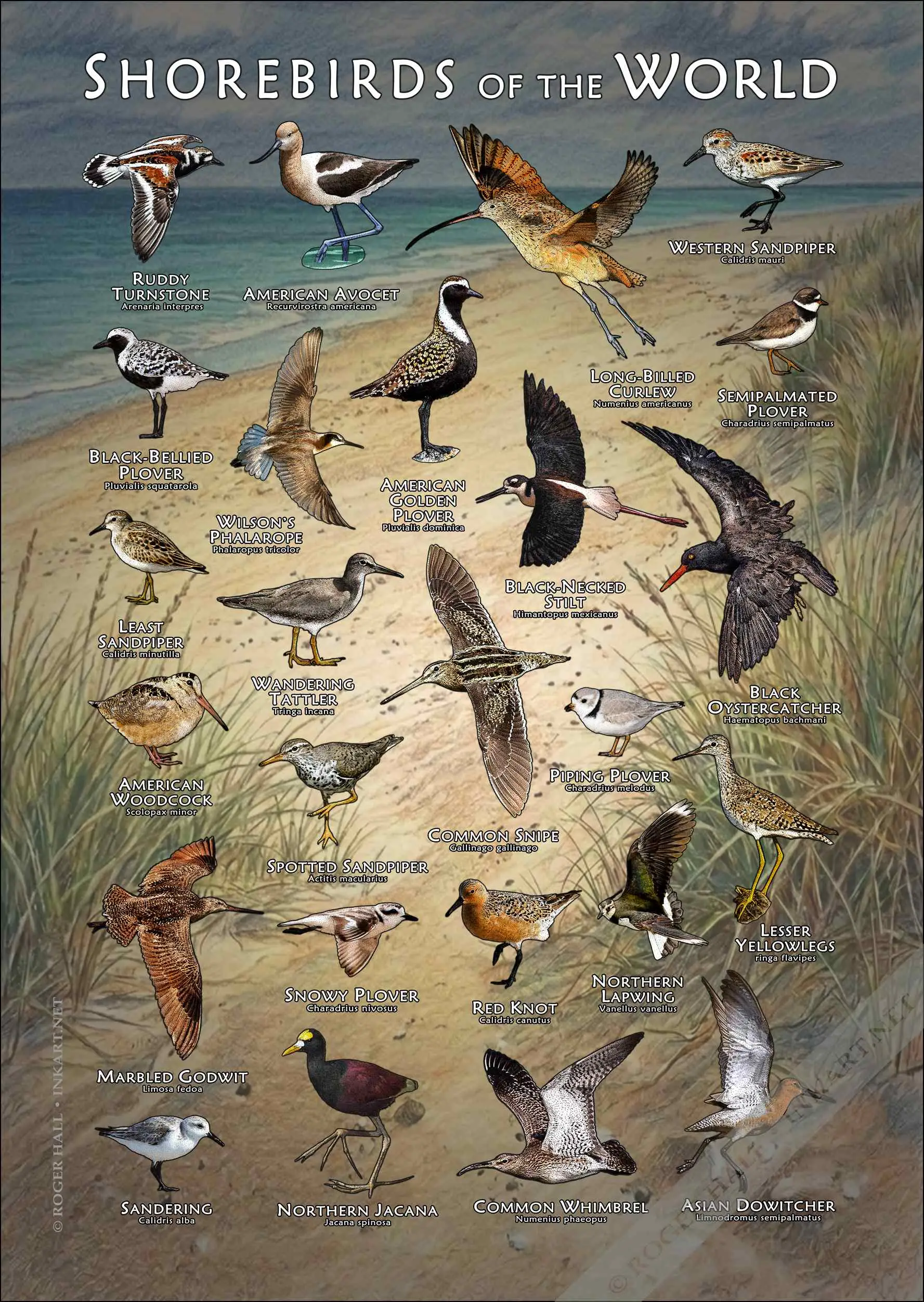 Shorebirds of the World-COLOR Shorebirds of the World poster print