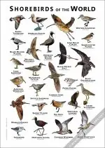 Shorebirds of the World Poster- Wildlife Art - Image 3