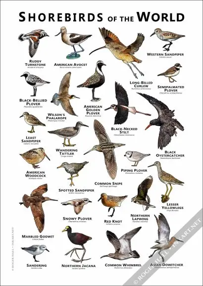 Shorebirds of the World Poster- Wildlife Art - Image 3