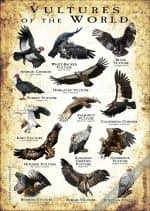 Vultures of the World Poster- Wildlife Illustration - Image 2