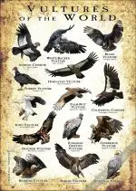 Vultures of the World Poster- Wildlife Illustration - Image 2