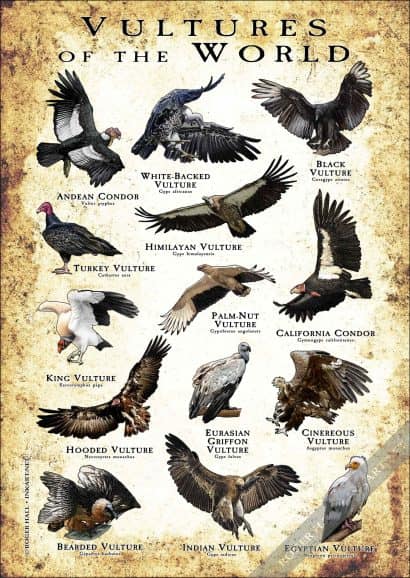 Vultures of the World Poster- Wildlife Illustration - Image 2