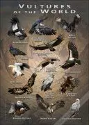 Vultures of the World poster print