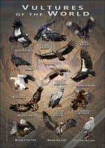 Vultures of the World poster print