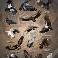 Vultures of the World poster print