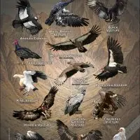 Vultures of the World poster print