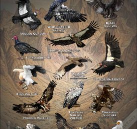 Vultures of the World poster print