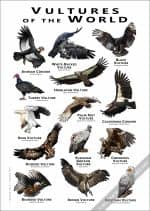 Vultures of the World Poster- Wildlife Illustration - Image 3