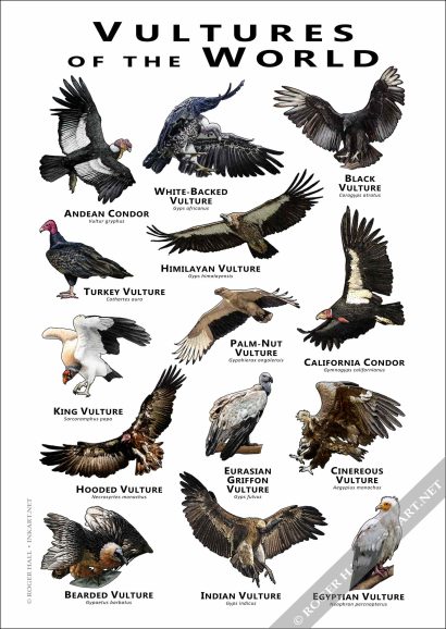 Vultures of the World Poster- Wildlife Illustration - Image 3
