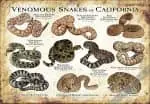 Venomous Snakes of California Poster Print - Image 2