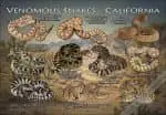 Venomous Snakes of California poster print