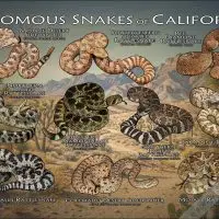 Venomous Snakes of California poster print