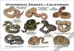 Venomous Snakes of California Poster Print - Image 3