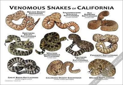 Venomous Snakes of California Poster Print - Image 3