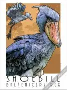 Poster design of an African Shoebill