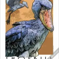 Poster design of an African Shoebill
