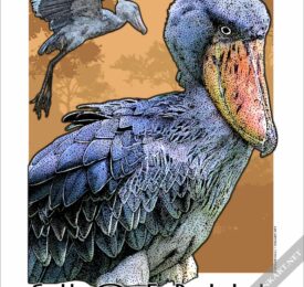 Poster design of an African Shoebill
