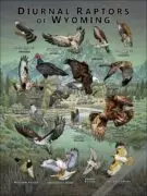 Diurnal Raptors of Wyoming poster print