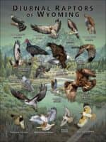 Diurnal Raptors of Wyoming poster print
