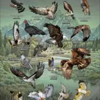 Diurnal Raptors of Wyoming poster print
