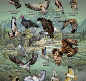 Diurnal Raptors of Wyoming poster print