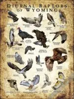 Diurnal Raptors of Wyoming Poster - Illustration - Image 3