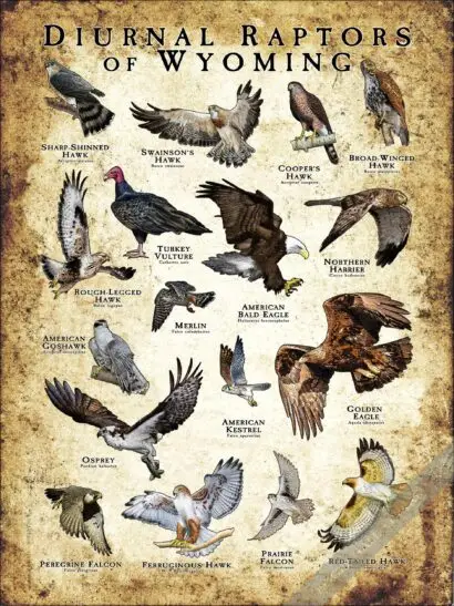 Diurnal Raptors of Wyoming Poster - Illustration - Image 3