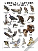Diurnal Raptors of Wyoming Poster - Illustration - Image 2