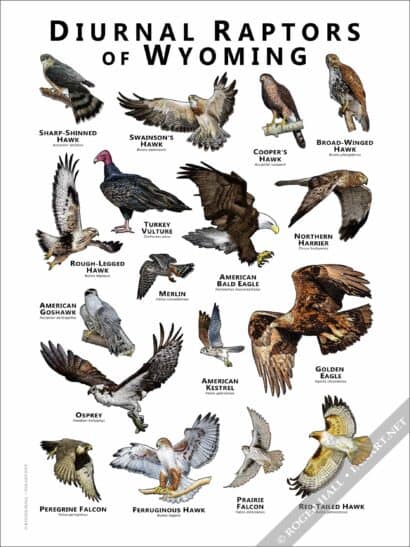 Diurnal Raptors of Wyoming Poster - Illustration - Image 2